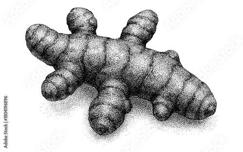 Detailed black and white stipple sketch of ginger root