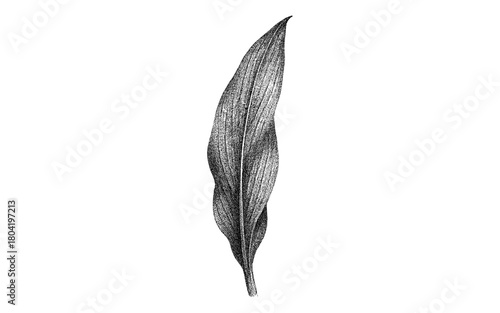 Detailed botanical vintage style leaf drawing on white background