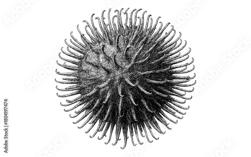 Detailed black and white engraving of exotic spiky seed pod