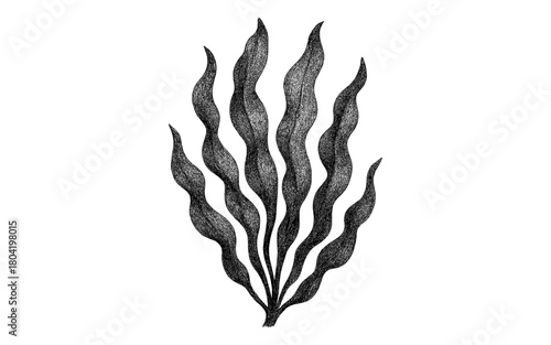 Detailed black and white seaweed drawing on white background