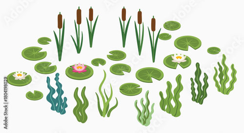 Collection of pond plants cattails water lilies aquatic seaweed nature flora wetlands lake swamp river vector illustration flat design