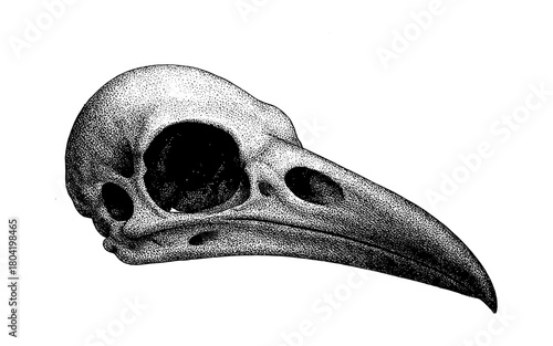 Detailed stipple art of bird skull with long beak in black and white