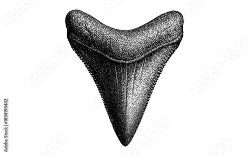 Detailed black and white shark tooth art with stipple shading