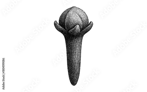 Detailed black and white pointillism of clove spice with textured dot art