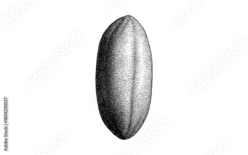Hand drawn detailed almond kernel in black and white stippled style