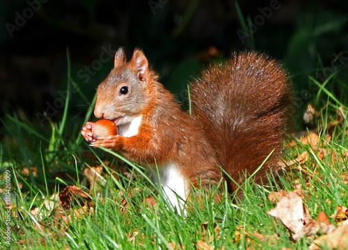 écureuil roux en train de manger une noisette
