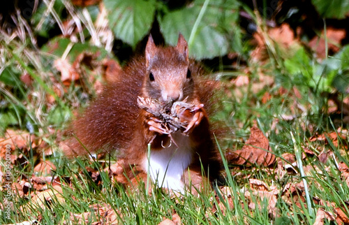 écureuil roux en train de manger une noisette