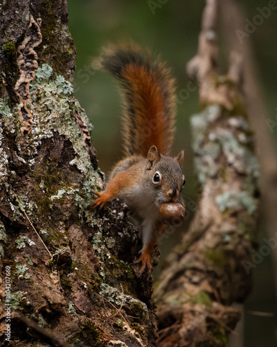 View of a squirrel with a bushy tail perched on a lichen-covered tree branch, holding a nut in its mouth. White Mountains, New Hampshire, USA.