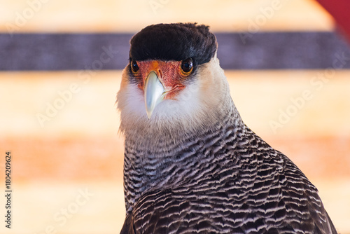 crested caracara (Caracara plancus) exhibition