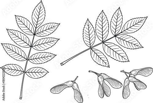 Ash tree leaf, compound leaves, samara seed, botanical drawing, black and white, nature sketch, plant anatomy, seed dispersal, tree morphology, educational illustration