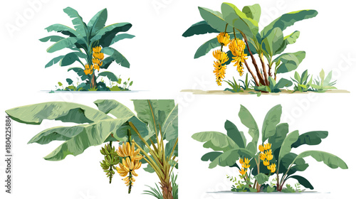 Banana plant illustrations with broad leaves and clusters of yellow blossoms. Perfect for botanical themes, tropical garden design, agricultural visuals and nature education.