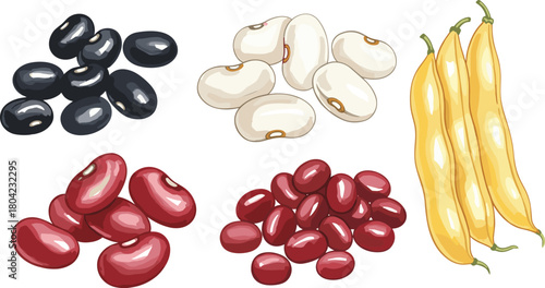 Bean variety illustration, colorful legume drawing, black red white yellow beans, food identification, agriculture study, culinary plant sketch