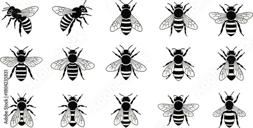 Bee illustrations, cartoon bees, realistic bees, wing variations, stripe patterns, insect vector, honeybee design, flying bees, cute bugs, nature clipart