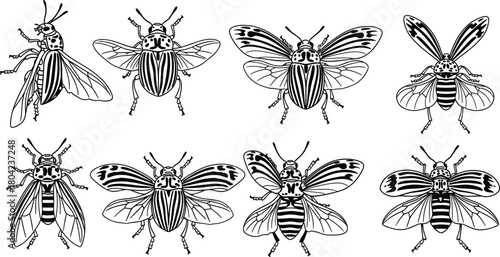 Black and white beetle illustration, insect line art, symmetrical bug design, entomology drawing, detailed wings, nature, science, pattern, vector