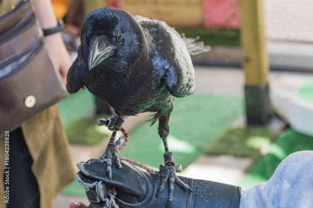 Fototapeta premium Common raven (Corvus corax) exhibition