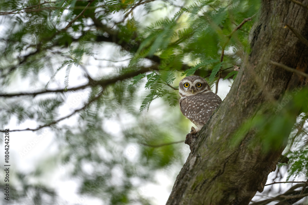 Obraz premium A Spotted Owlet (Athene brama) peeks from behind a tree trunk in a natural habitat .