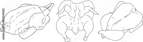 Line vector illustrations of various raw meat cuts, with detailed textures in realistic style