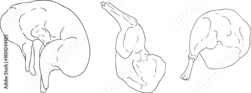 Line vector illustrations of various raw meat cuts, with detailed textures in realistic style