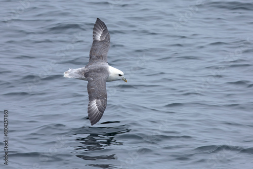 Cuadro en lienzo Northern Fulmar flying in the waters of the North Atlantic in northwest Iceland