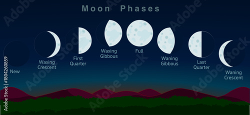 Moon phases, steps. Lunar motions stages cycle. New moon, First Quarter, full, waxing gibbous, last quarter, secondary, Crescent waning crescent. Night landscape view, looking. Vector illustration