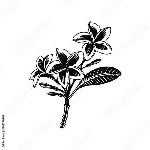plumeria frangipani flower vector, illustration, template