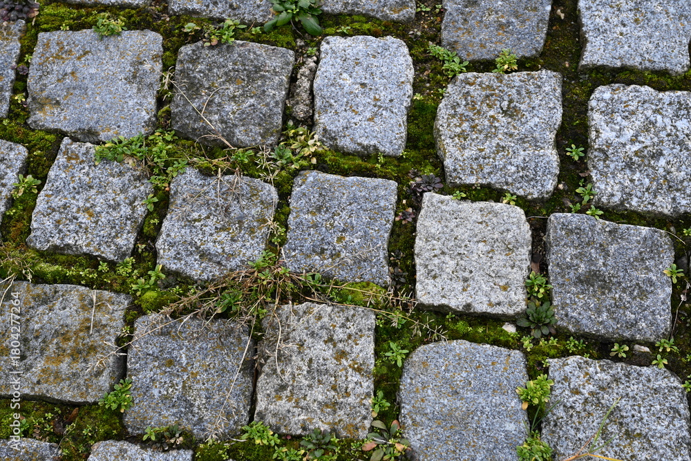 Obraz premium Close-up texture of old cobblestone pavement with moss growing between the stones. Natural pattern suitable as background or texture.