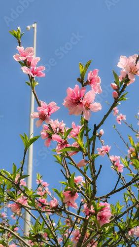 pink flowers against blue sky