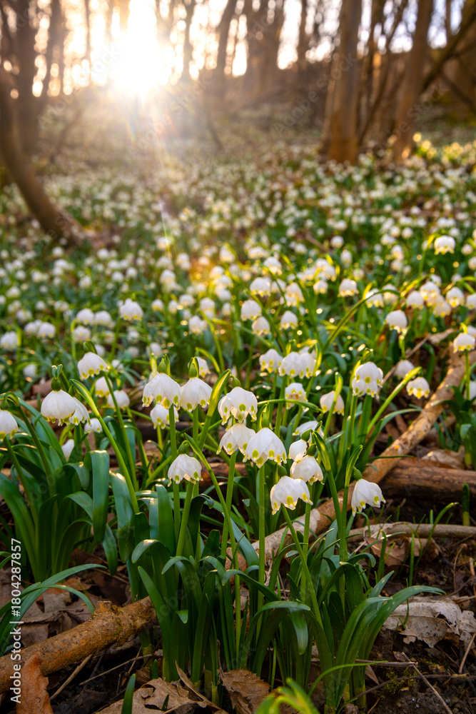 Obraz premium Thousands of white Spring Snowflake flowers (Leucojum vernum) growing on a forest ground in Iserlohn (Sauerland Germany) back lit by bright low sun. Scenery with early bloomers in spring season.