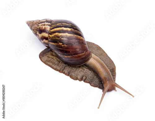 Achatina fulica or Lissachatina fulica. Giant African land snail are crawling or moving slowly isolated on white background.