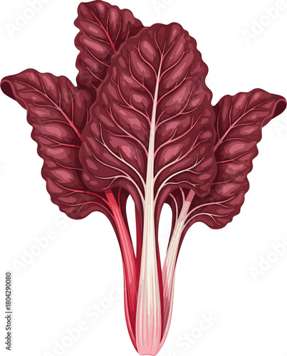 Create a Fresh red chard isolated PNG on transparent background, vibrant leafy greens with colorful stems for healthy eating and cooking vector art with white background..