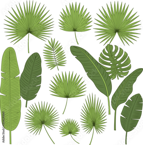 Create a Green palm leaf tropical foliage for summer design and exotic vacation themes vector art with white background..