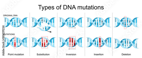 ypes of DNA mutations. Comparison of Original DNA and DNA with Mutations