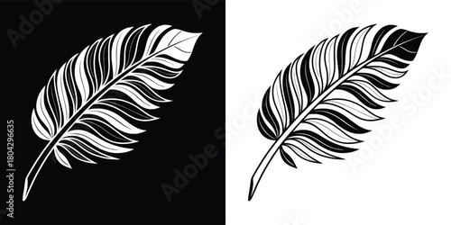 Black and white detailed illustration of a single feather on a black background and a white background