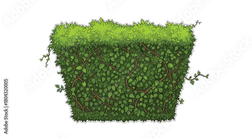 Lush green hedge with vibrant leaves, perfect for garden design or creating a natural privacy screen in a backyard landscape concept