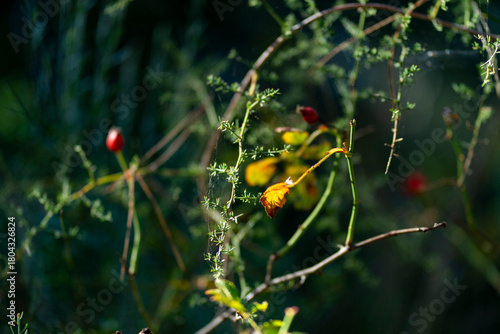 red and yellow flower