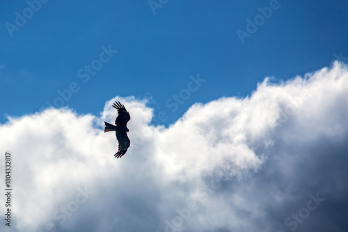 Photos The black kite (Milvus migrans) in flight against the backdrop of a blue sky with pre-storm clouds