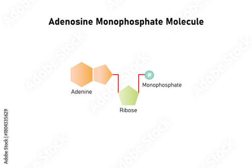 Adenosine Monophosphate Molecule Science Design. Vector Illustration.
