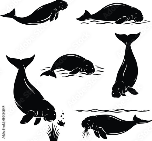Manatee silhouette vector, sea cow illustration, aquatic mammal pose, underwater anatomy study, marine life grazing, cad drawing flat vector illustration