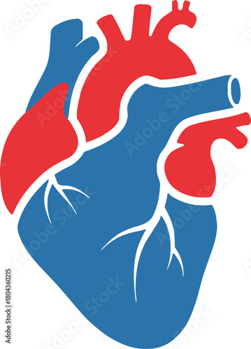 Anatomical human heart illustration in a simple flat icon style, a medical graphic representing cardiology, health, and the circulatory system