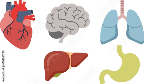 Illustration of Human Internal Organs Heart, Brain, Lungs, Liver, and Stomach - Anatomical Display