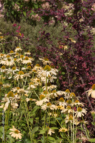 Echinacea Aloha white in the garden. A sunny autumn day.