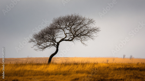 Wallpaper Mural A lone, leafless tree dramatically curves over a golden field. Stark silhouette against a muted sky. A sense of quiet strength and enduring nature. Graphic resource Torontodigital.ca