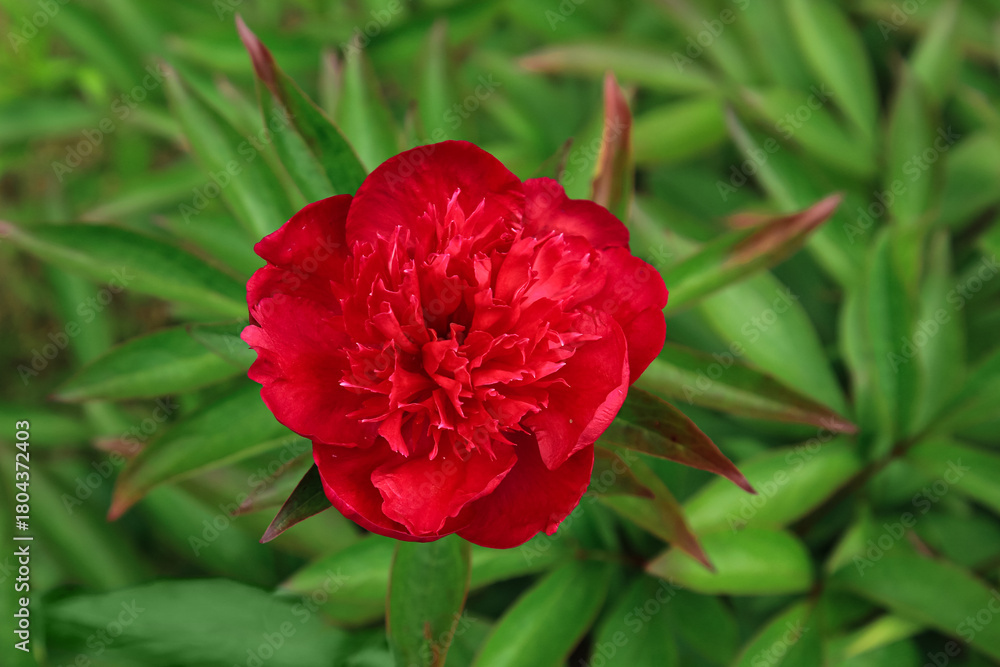 Obraz premium Peony in blossom on sunny day. Red Peonies Bush
