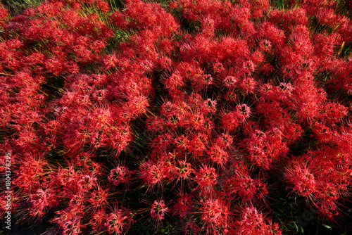 彼岸花の咲いている風景