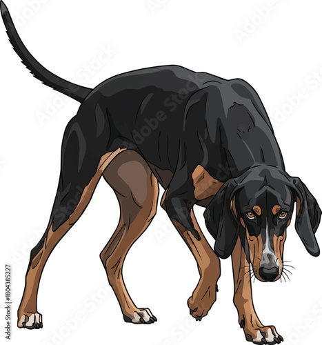 Greek Harehound dog crouched alert stance vector illustration