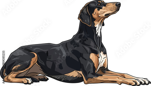 Greek Harehound dog lying down relaxed vector illustration