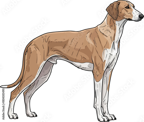 Greek Harehound dog standing side profile vector illustration