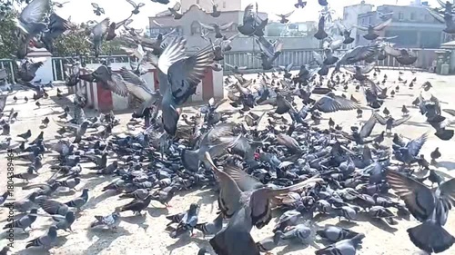 Slow-Motion Rock Pigeon Stroll in the Cityscape of Hyderabad