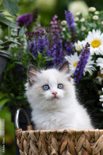 Porträt eines Ragdoll Kätzchen