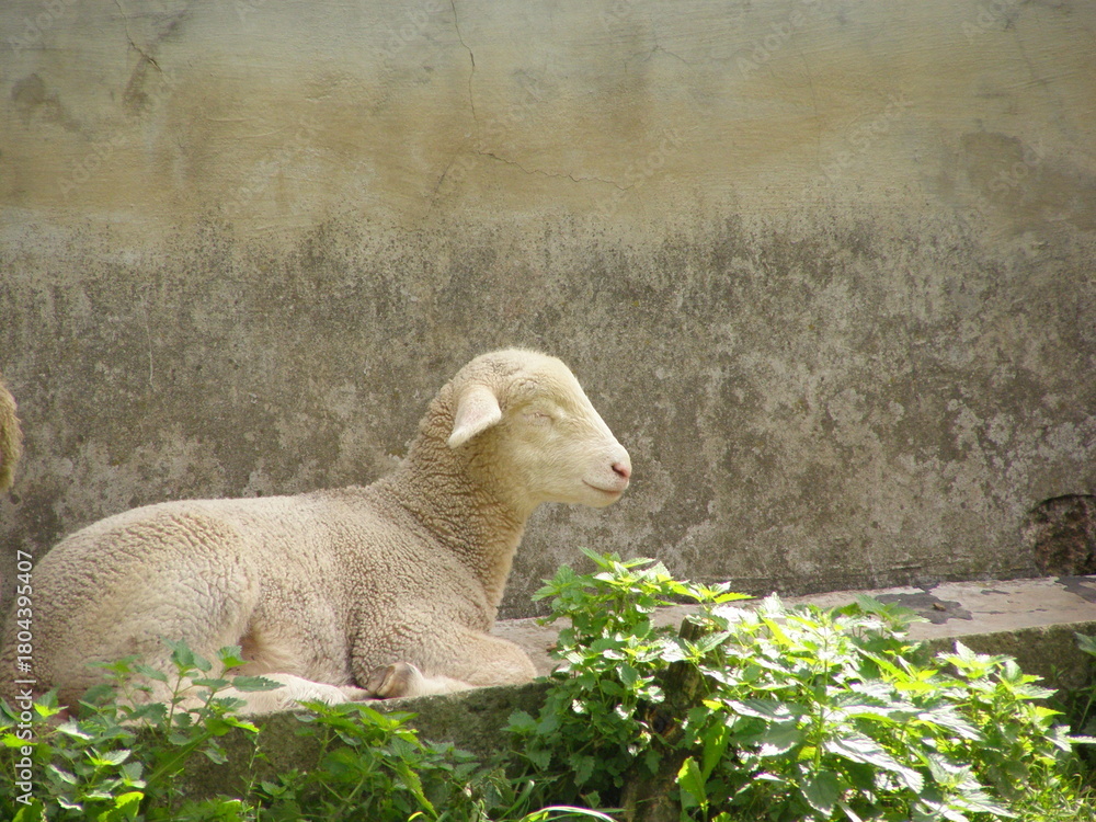 Naklejka premium Lamb's dream